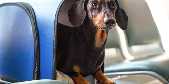 The US Department of Transportation (DOT) has announced that emotional support animals will no longer be considered service animals.