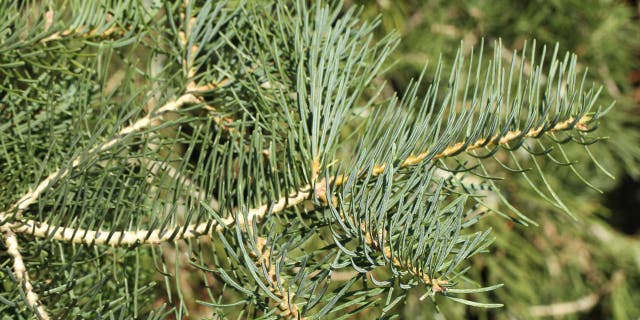 Whoever took the tree did leave something behind in its place – an empty beer bottle.