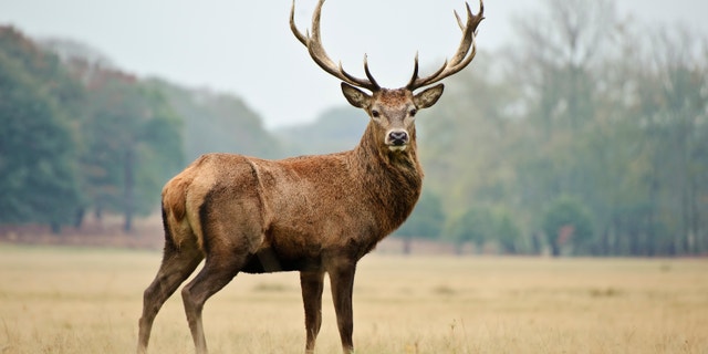 The Pennsylvania Game Commission and Pennsylvania Fish and Boat Commission launched the new system, HuntFishPA, this week. (iStock)
