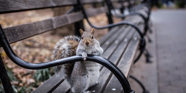 The total squirrel population throughout New York City is unknown. (iStock)