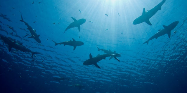 A fisherman in Australia filmed hundreds of sharks (not pictured) surrounding his trawler on Friday night. (iStock)