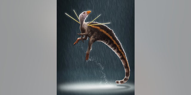 Ubirajara jubatus is named after a Tupi Indian name for "lord of the spear," in reference to the creature’s stiffened, elongate integumentary structures, and jubatus from the Latin, meaning "maned" or "crested." (Bob Nicholls / Paleocreations.com 2020)