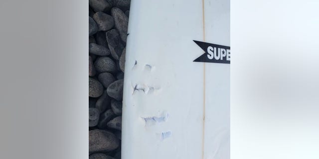 Markings from the shark's teeth made indentations on the surfboard.