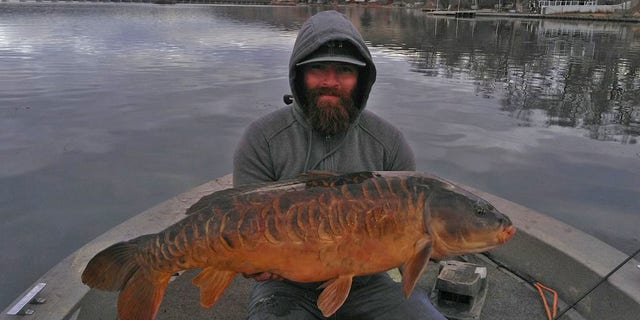 Alex Veenstra reeled in a 30-pound, 4-ounce mirror carp measuring in at 36 英寸.