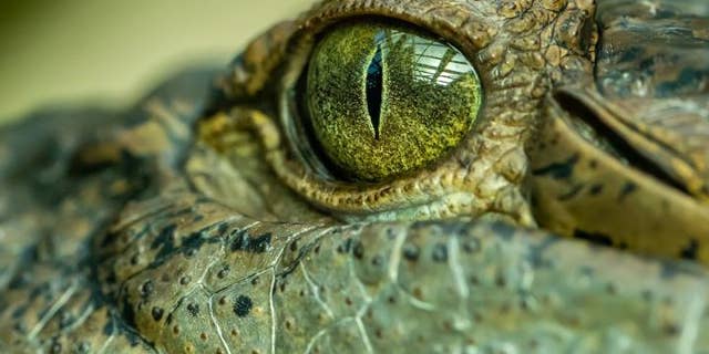 The 'swamp king' was one intimidating croc. (Credito: The University of Queensland)