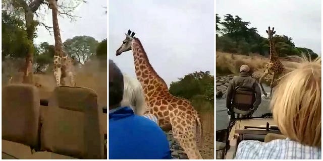 Angry Giraffe Charges At Truck Of Tourists On Safari Video Shows A 