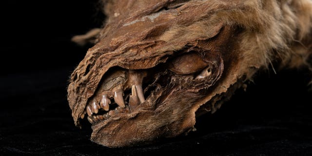 This 57,000-year-old mummified wolf puppy has been unearthed - completely frozen in time.  (Credit: SWNS)