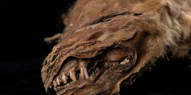 This 57,000-year-old mummified wolf puppy has been unearthed - completely frozen in time.  (Credit: SWNS)