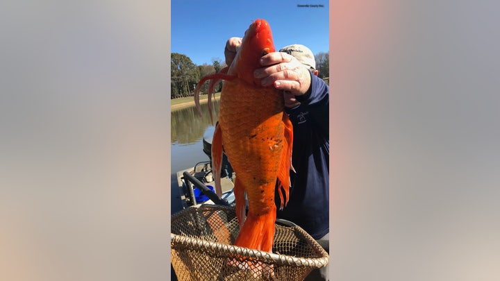 Fox News Flash top headlines for December 8