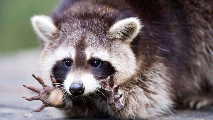 Pandemic boosts business for Christmas tree farms