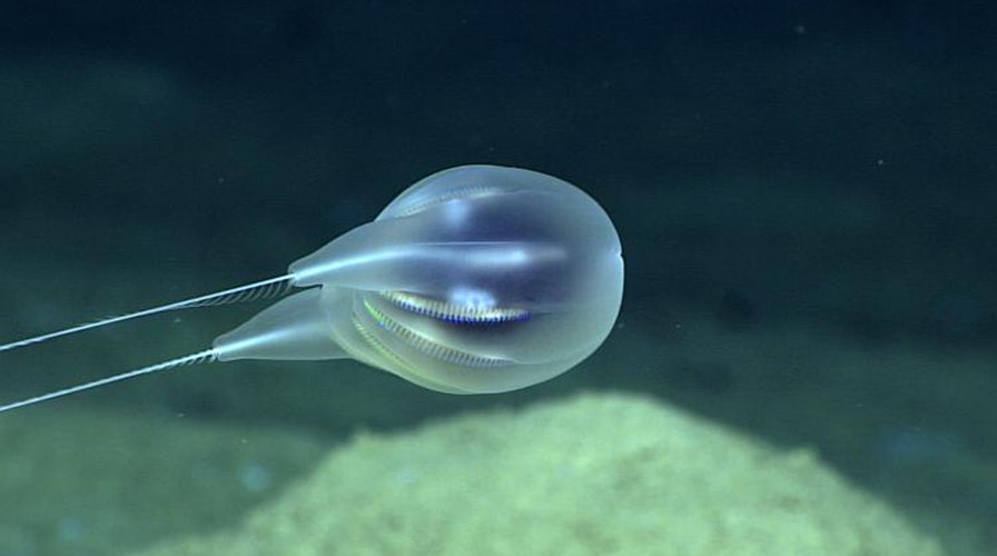 Human-sized jellyfish lurking off English coast stuns divers 