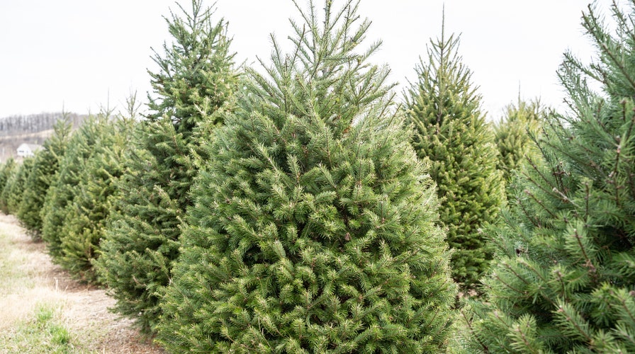 Pandemic boosts business for Christmas tree farms