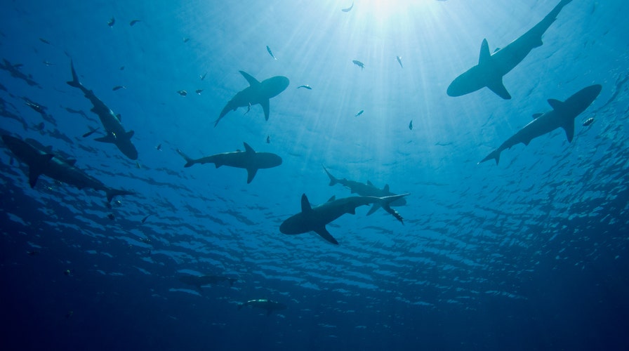 Fishermen rescue sea turtle from jaws of tiger shark, wild video shows