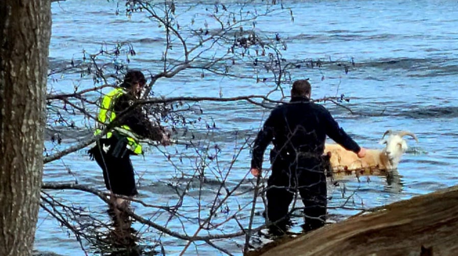 Police rescue pet goat from near-freezing water in Maine after it