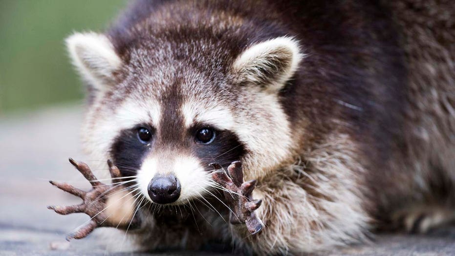 Florida Woman Finds Raccoon In Christmas Tree, Films Ensuing Chaos After It Climbs Onto Chandelier | Fox News