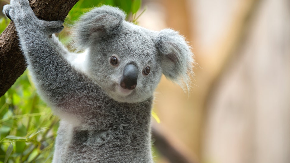 Australian Family Finds Koala Hiding In Christmas Tree Fox News Australian Family Finds Koala Hiding In Christmas Tree Fox News