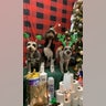 Merry Christmas from Rocket, Ryder and Riley! Spending the holidays staying safe.