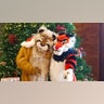 My friend and I love mascotting and do lots of charity work helping animals. We hope this photo of us brings everyone a moment of happiness in these difficult times. Cutter Cat Sabertooth and Chevy Tiger Memphis, Tennessee