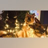 Zeke, Abel and Luna We are celebrating Christmas Eve this year by hanging with the dogs and being thankful for family! Here’s a photo of our dogs tolerating the decorating!