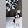 Burton the Bernedoodle loves this snow