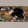 Every year my wonderful wife sets up a Nacimiento (manger scene) and then our cat Concho attacks it every day until we take it down. Cheers JR