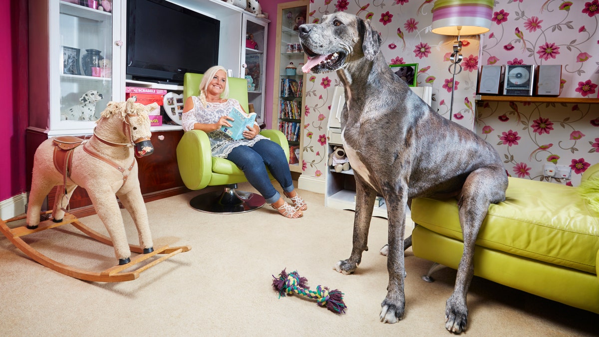 Guinness World Records deemed Freddy the tallest dog in the world in 2016. (Photo Credit: Paul Michael Hughes/Guinness World Records)
