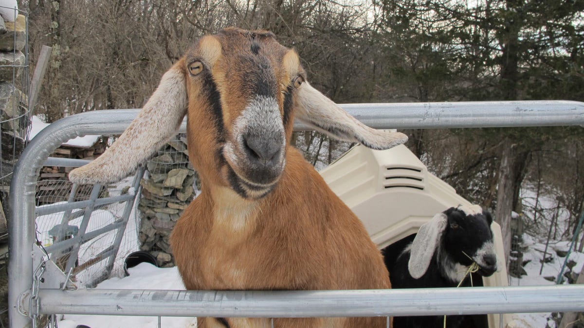 In 2018, Fair Haven residents elected Lincoln the goat as its honorary mayor. Lincoln helped raise about $10,000 while the current mayor, Murfee, a Cavalier King Charles spaniel, has raised $20,000.