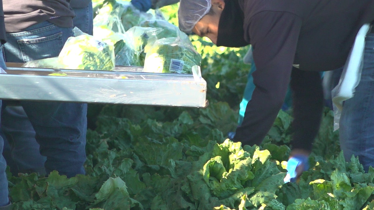 Boelts says about 15,000 migrant workers come into Yuma County daily to work on the nearby farms (Stephanie Bennett/Fox News).