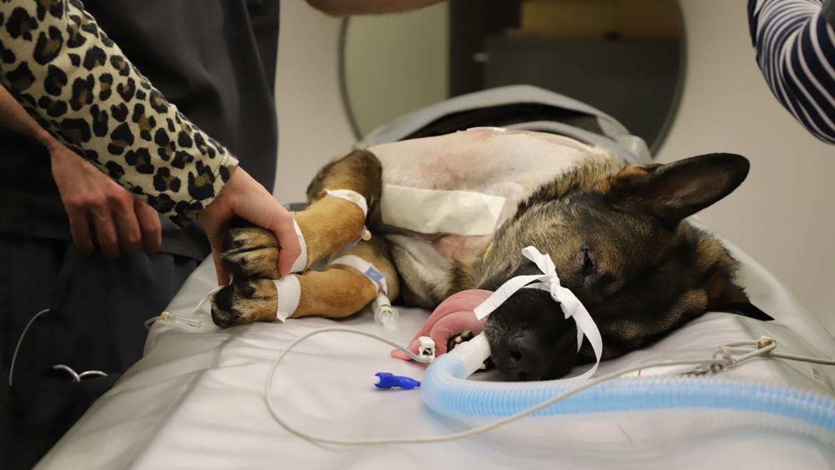 K9 Officer Arlo, a 3-year-old German Shepherd, was released from the hospital on Monday after he was shot last week.