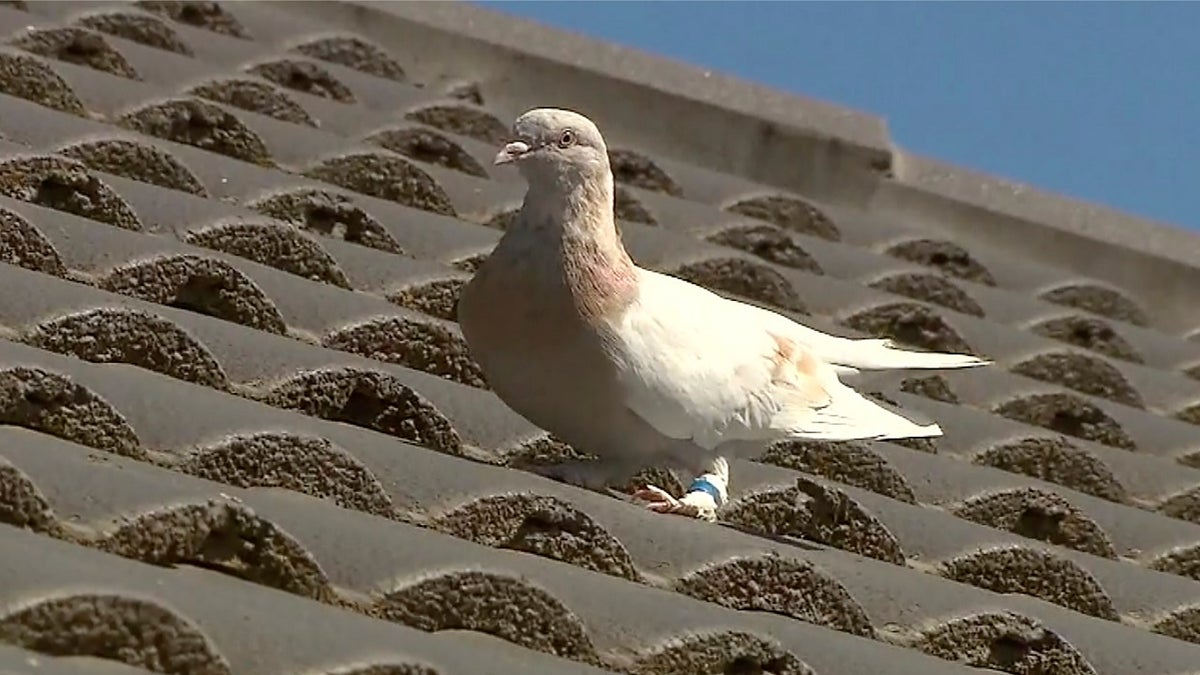 A racing pigeon sits on a rooftop Wednesday in Melbourne, Australia, The racing pigeon, first spotted in late December 2020, has made an extraordinary 8,000-mile Pacific Ocean crossing from the United States to Australia. (AP/Channel 9)