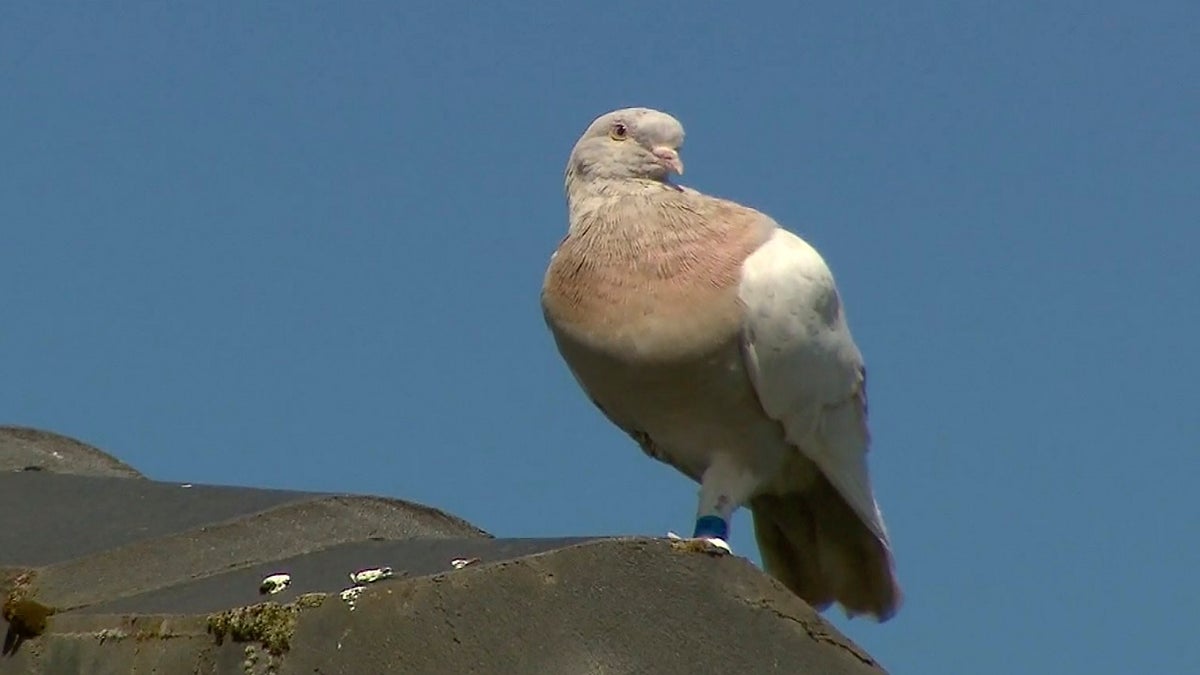 Experts suspect the pigeon hitched a ride on a cargo ship to cross the Pacific. (AP/Channel 9)