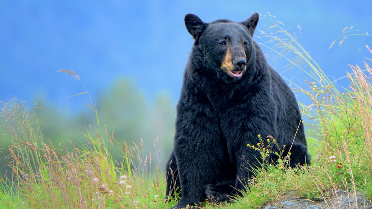 Despite the record number of bears taken in 2020, Vermont Fish and Wildlife Department bear biologist Forrest Hammond says the state is still on target to maintain a "large, healthy" population of the wild species.