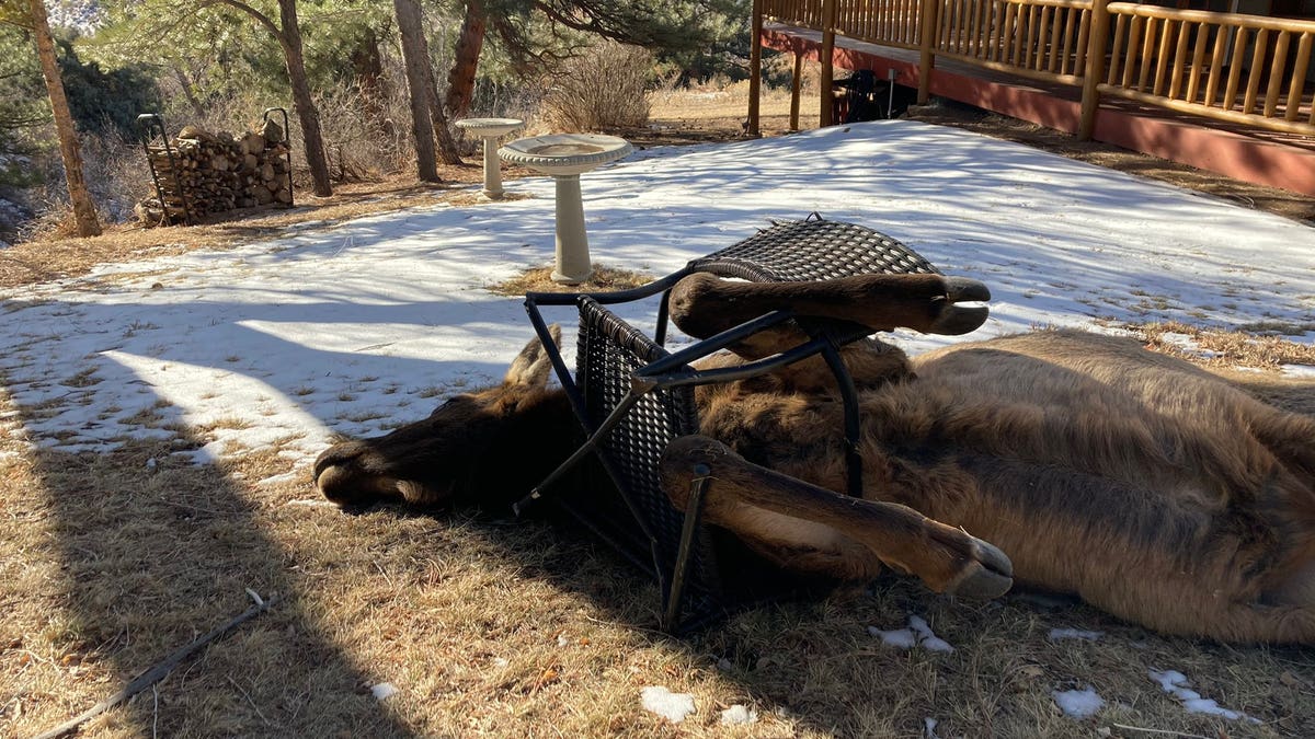 Colorado Wildlife Officials Rescue Elk Tangled In Frame Of Lawn Chair Fox News
