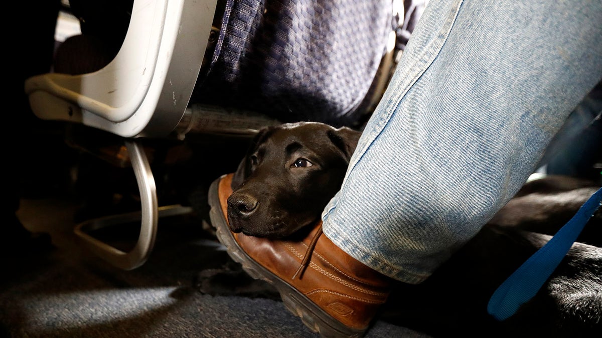 FILE- In this April 1, 2017, file photo, a service dog named Orlando rests on the foot of its trainer, John Reddan, of Warwick, N.Y., while sitting inside a United Airlines plane at Newark Liberty International Airport during a training exercise in Newark, N.J. American Airlines is banning emotional-support animals in a move that will force most owners to pay extra if they want their pets to travel with them. The airline said Tuesday, Jan. 5, 2021, that it will allow animals in the cabin free of charge only if they are trained service dogs. The change takes effect Monday, although passengers who already bought tickets can fly with a companion animal until Feb. 1. (AP Photo/Julio Cortez, File)