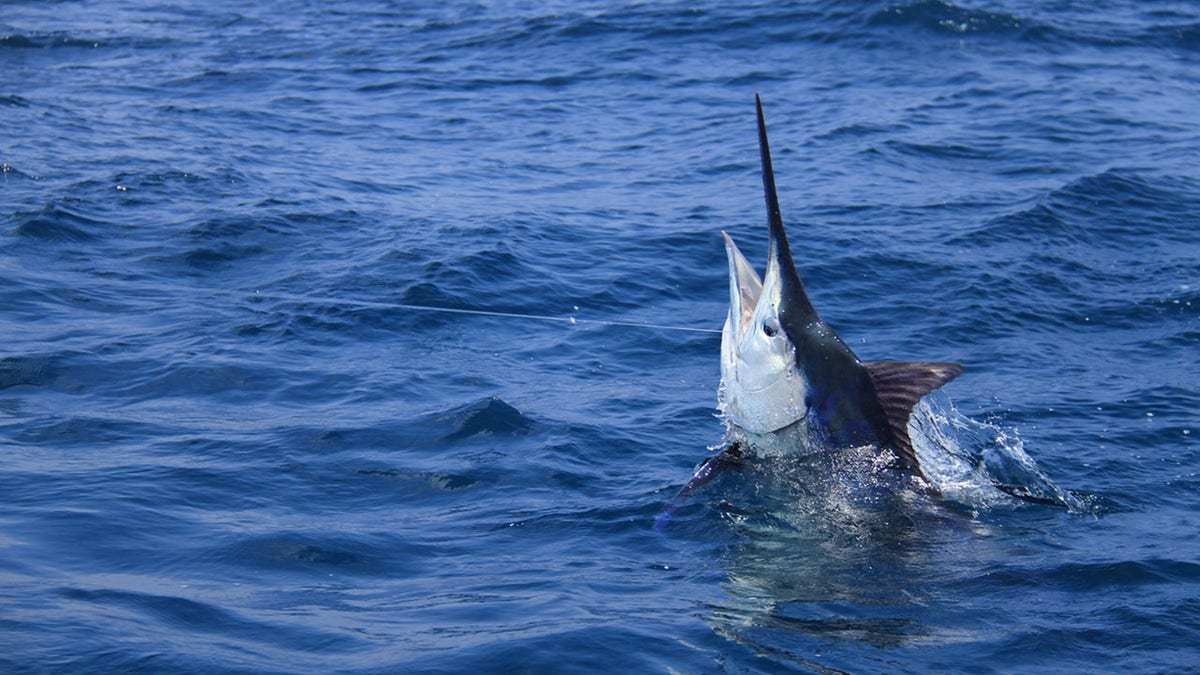 A 507-pound blue marlin (not pictured) was caught off the coast of Kona, Hawaii, earlier this week. (iStock)