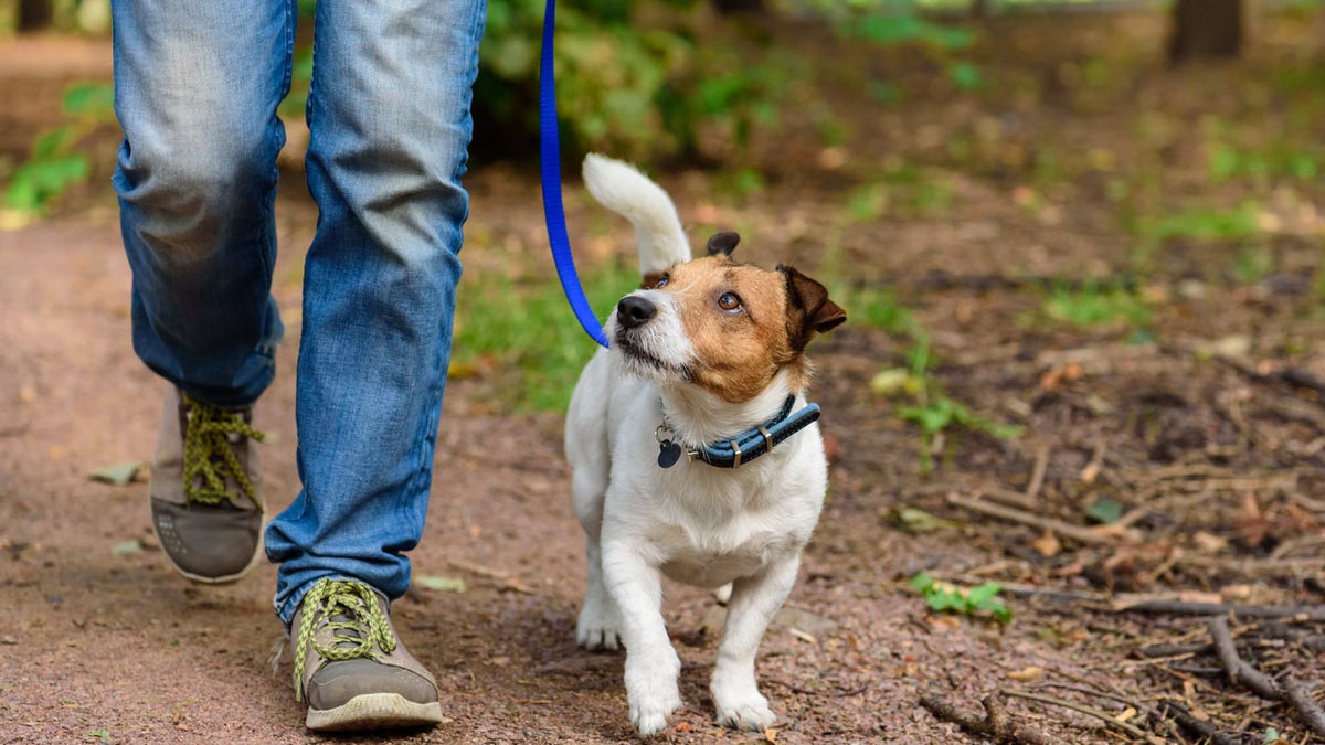 Dog going for a walk