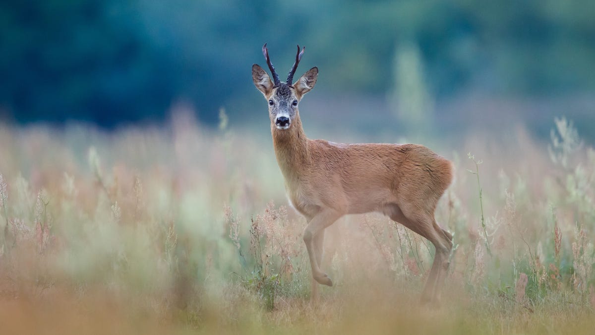 Roe Deer