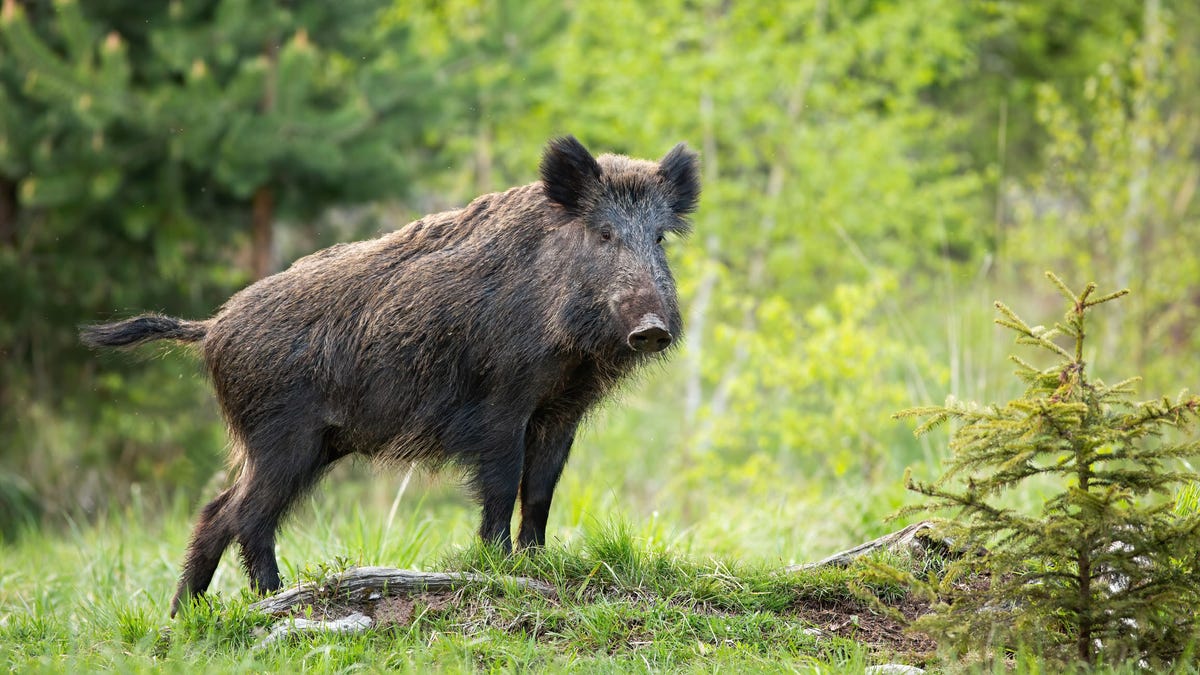 Stephen McDaniel, director of the West Virginia DNR said, "We are so excited to be offering this lottery to resident hunters because there are limited places in West Virginia where you can hunt wild boar."