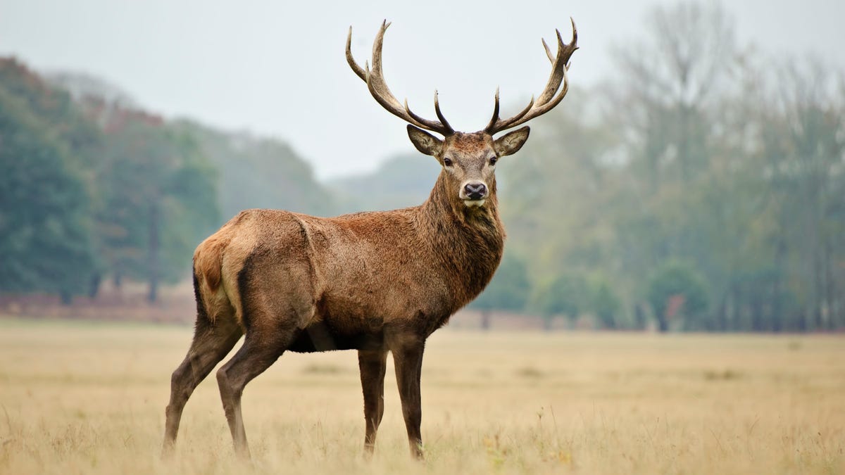 According to the <a href="https://mdc.mo.gov/newsroom/mdc-reports-final-deer-harvest-season-more-296500" target="_blank">MDC</a>, hunters harvested 296,516 deer this year, including bucks, button bucks and does.