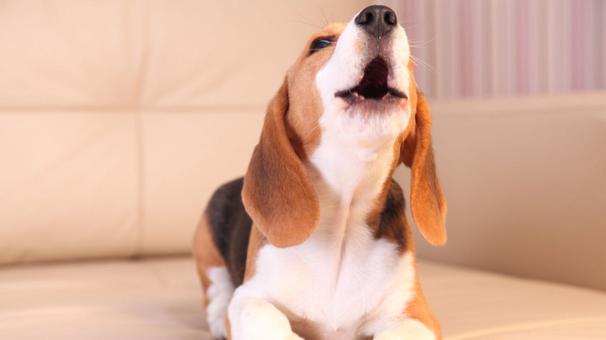 Beagle howling