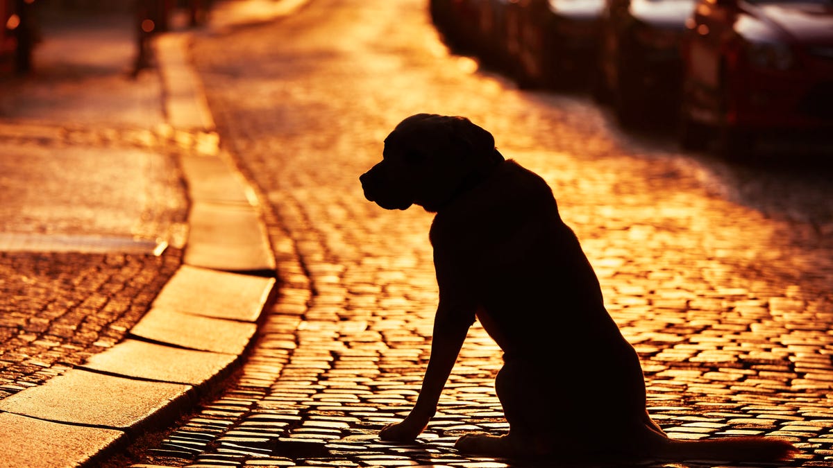 Man charged with abuse and neglect after police found 164 dogs