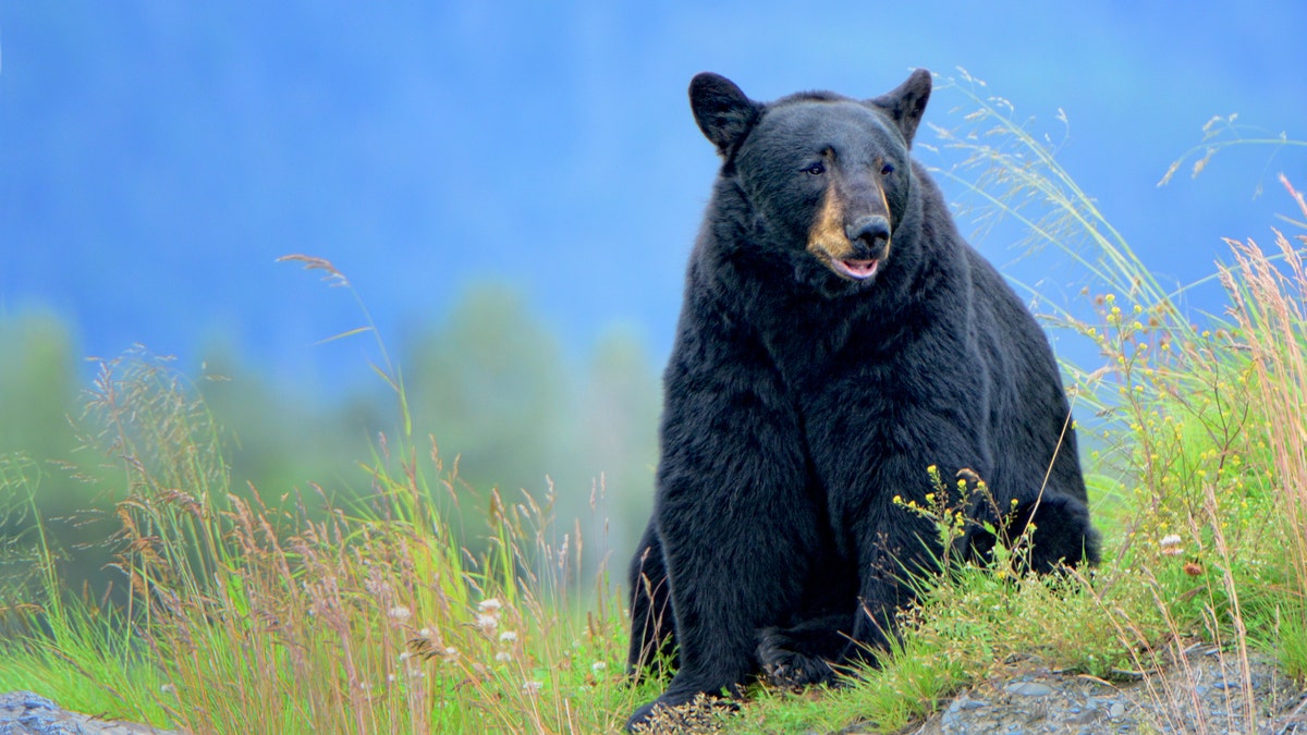 black bear sitting on hill