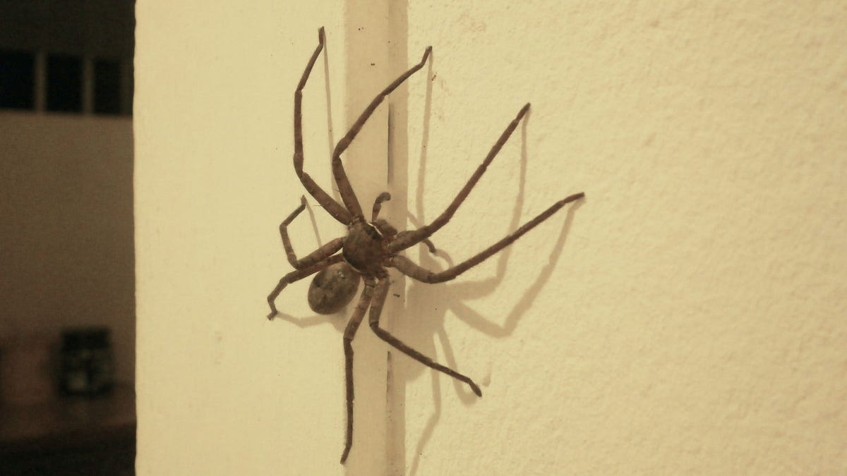 Viral Photos Show Horde Of Spiders Piled Up On Bedroom Ceiling Fox News