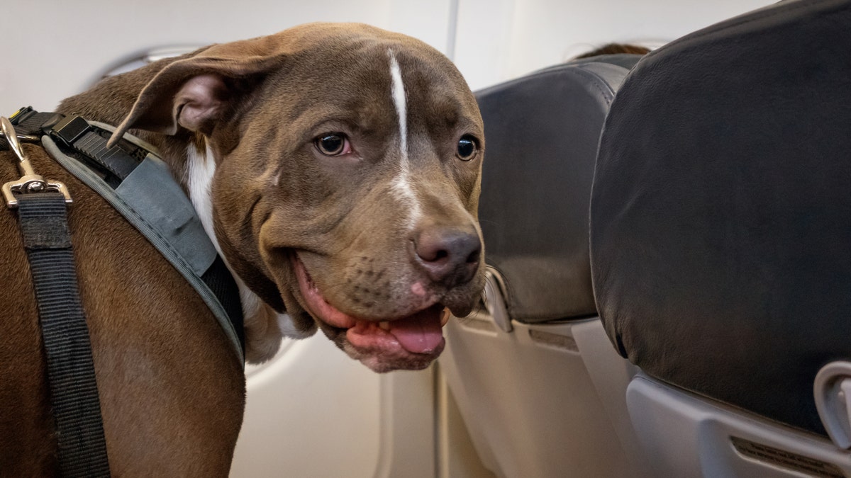 Trained service dogs are still welcome aboard commercial flights, with proof of proper registration.