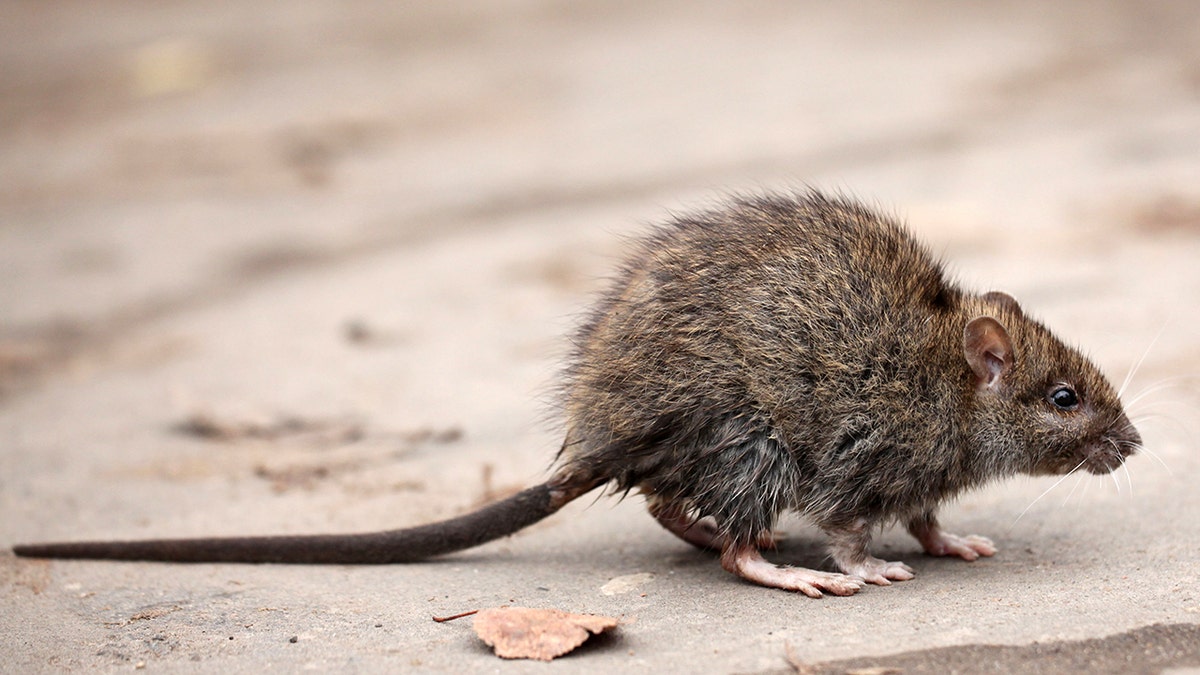 Gray rat