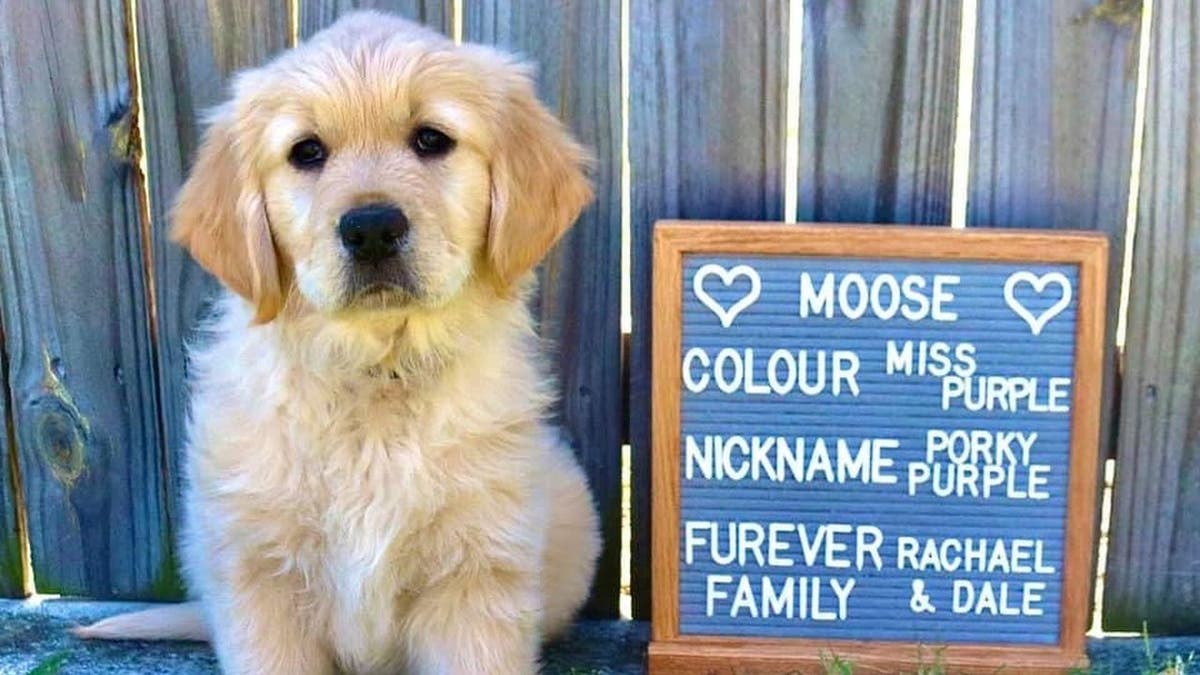 Moose the dog took an interest in a backyard birdbath in early January. (Credit: SWNS)