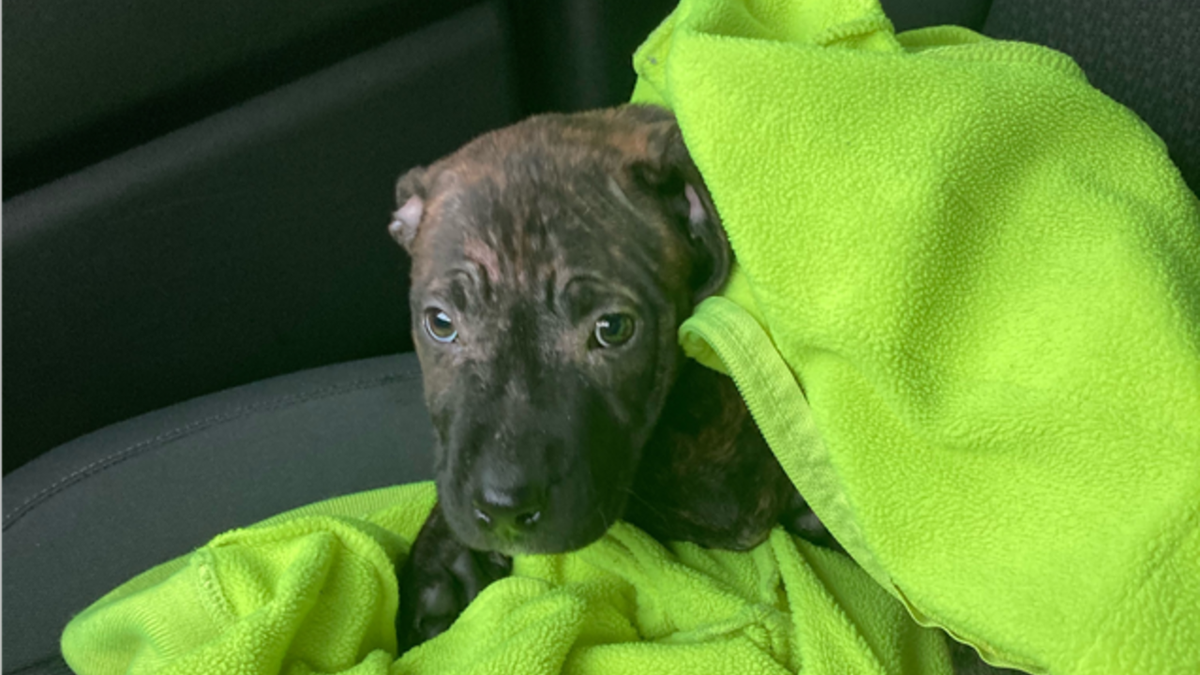 Kinsel wrapped the puppy in a sweatshirt for warmth and other Rumpke workers came to bring her to a veterinarian for treatment. (Rumpke)