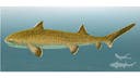 'Almost complete' 150M year-old shark discovered gives experts look into Earth's distant past