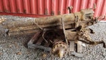 AMHERSTBURG, ONTARIO, CANADA A lost German artillery gun from the first world war has been uncovered by stunned Canadian builders, an estimated 4,000 miles from where it was last fired (Credit: Pen News/Aldo DiCarlo) (Pen News £25, £15, £10 online) (Contact editor@pennews.co.uk/07595759112)