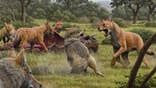 Somewhere in Southwestern North America during the late Pleistocene, a pack of dire wolves (Canis dirus) are feeding on their bison kill, while a pair of grey wolves (Canis lupus) approach in the hopes of scavenging. One of the dire wolves rushes in to confront the grey wolves, and their confrontation allows a comparison of the bigger, larger-headed and reddish-brown dire wolf with its smaller, grey relative. Artwork credit: Mauricio Antón/Nature.